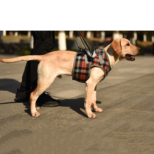 Professional Pet Leg Support Harness