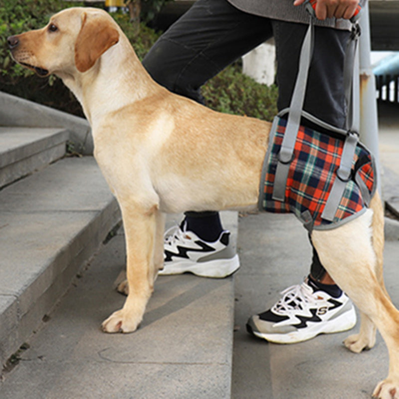 Professional Pet Leg Support Harness